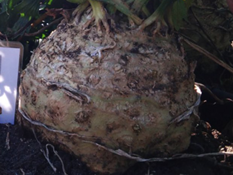 Celer Codex f1 PS 10000s nunhems