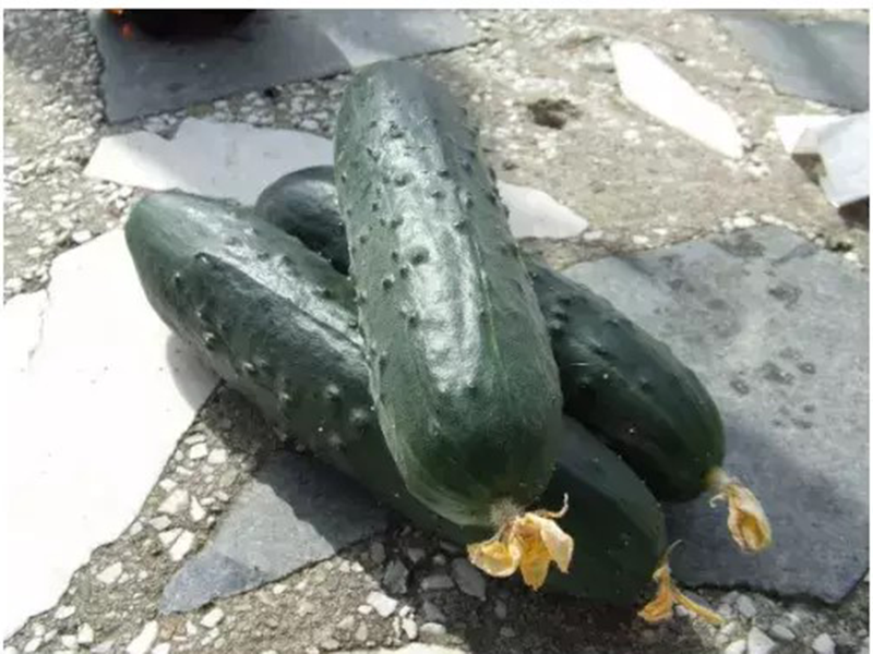 Krastavac Bosco f1 1000s nunhems