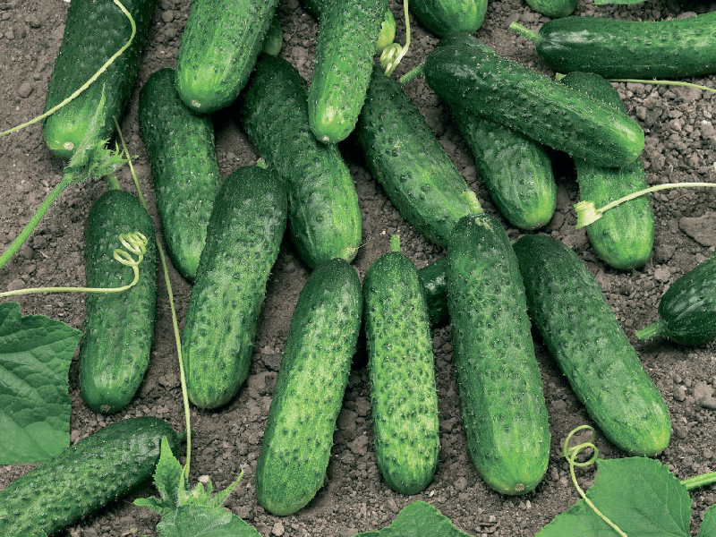 Kornison Ajax f1 1000s nunhems