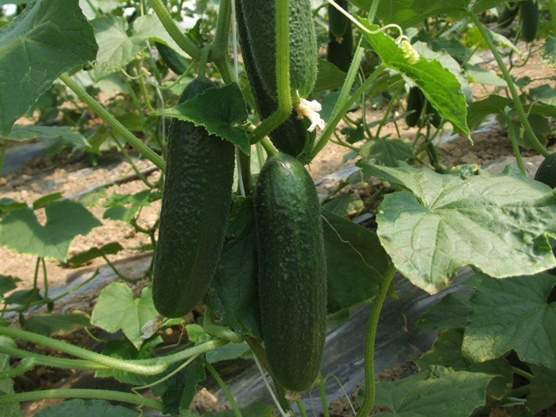 Kornison Monolit f1 1000s nunhems