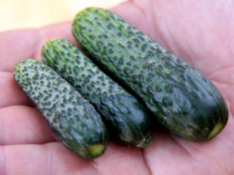 Kornison Justina f1 1000s nunhems