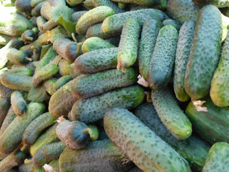 Kornison Joelina f1 1000s nunhems