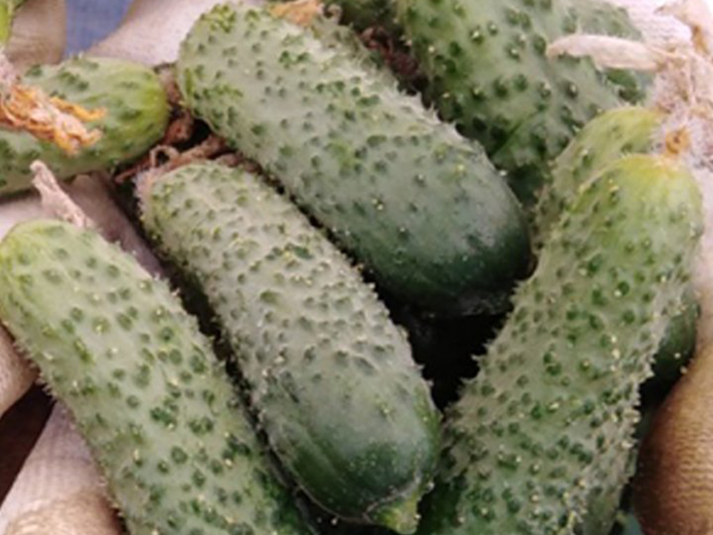 Kornison Sebate f1 1000s nunhems