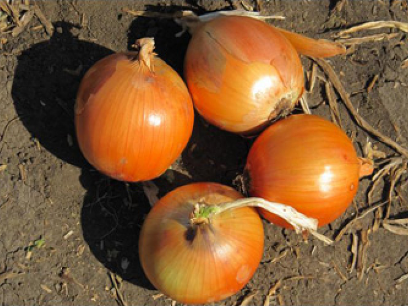 Luk Seme Valeto f1 100000s NU