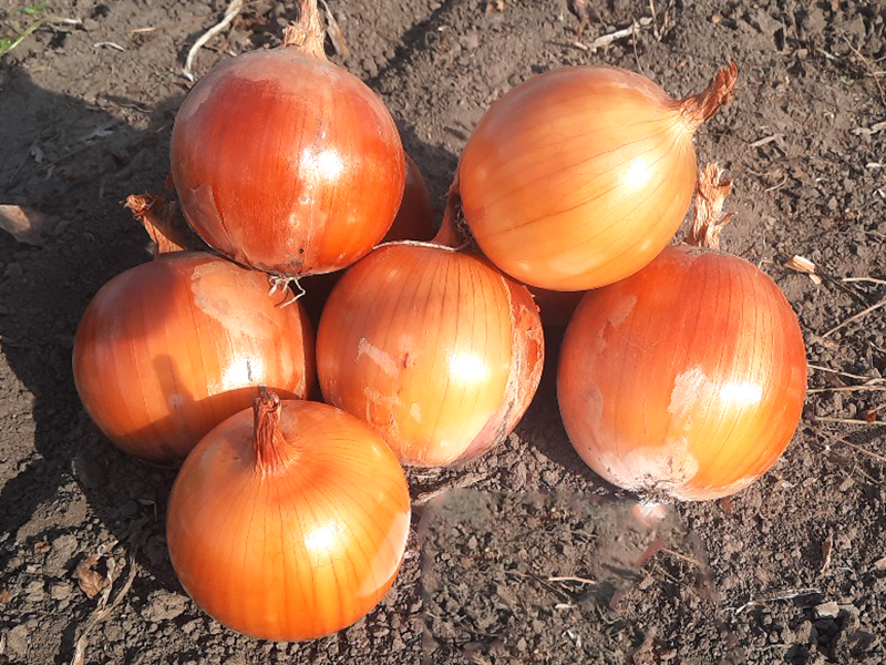 Luk Seme Joaquin f1 100000s NU