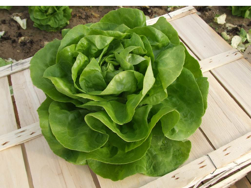 Salata Neil 10000s nunhems