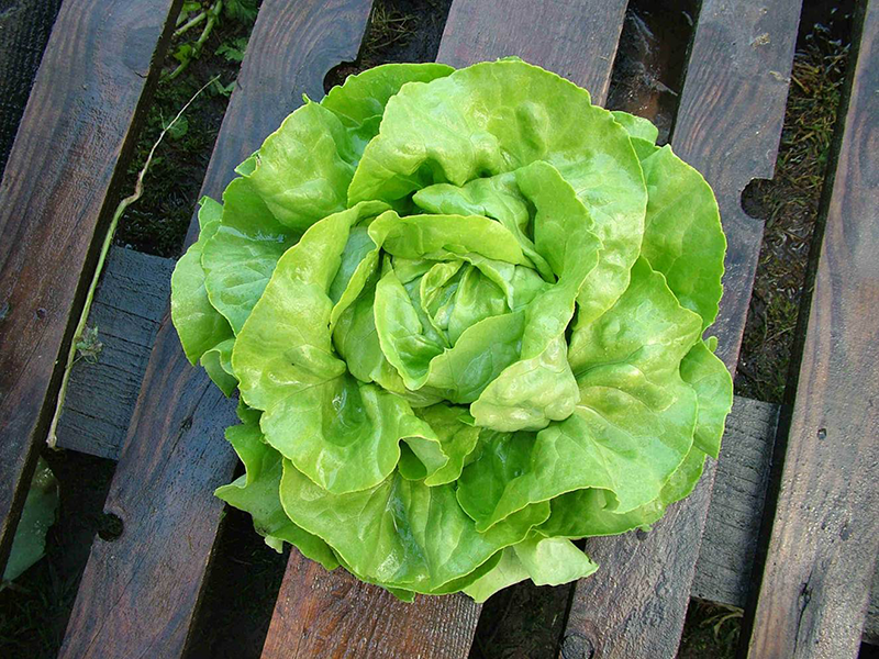 Salata Mafalda 10000s nunhems