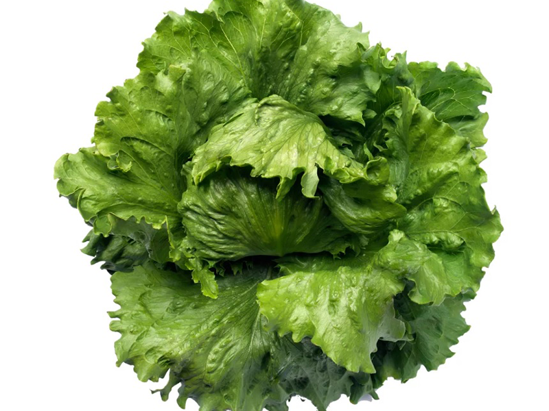 Salata Elsol 1000s nunhems