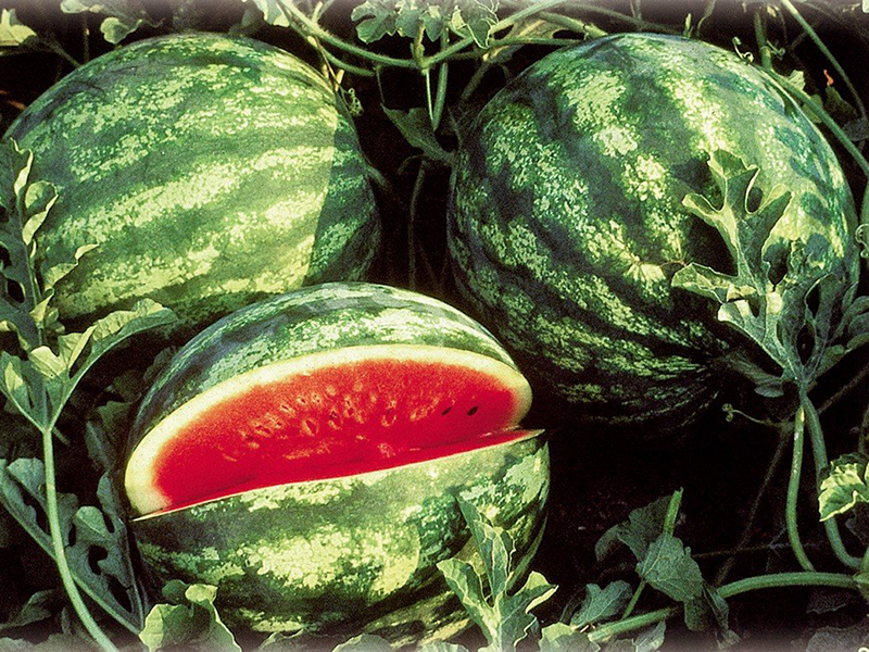 Lubenica Crisby f1 1000s nunhems