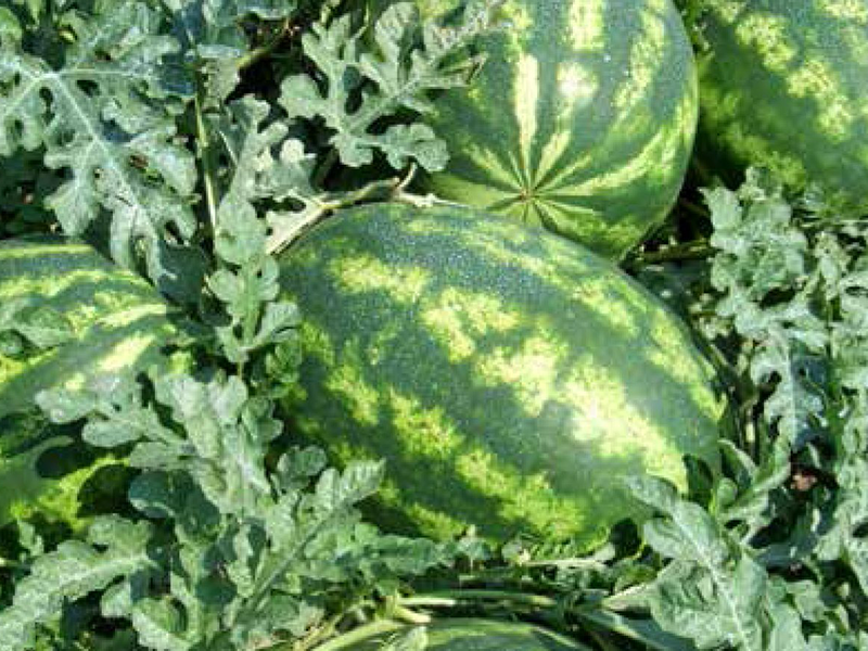 Lubenica Lady f1 1000s nunhems