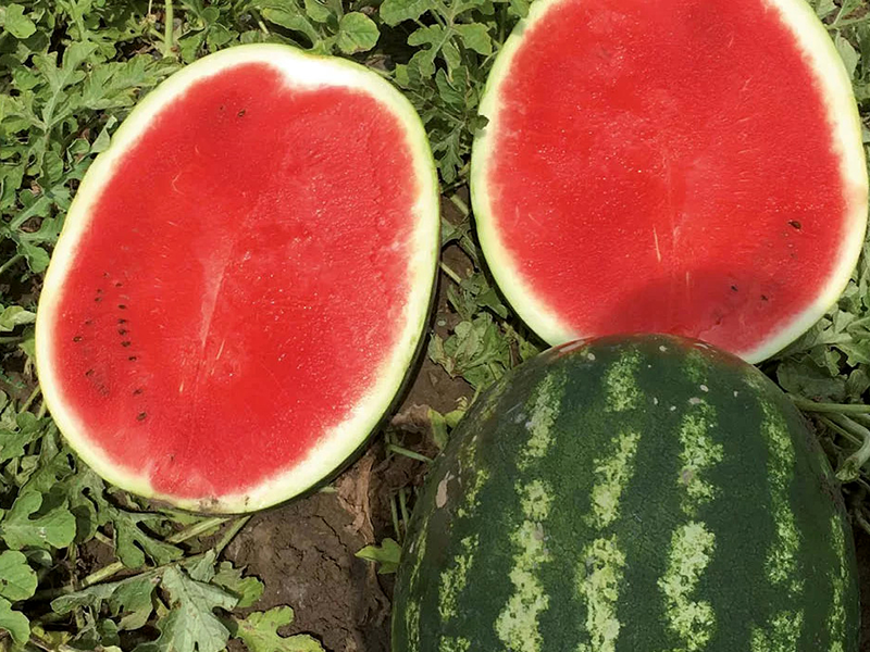 Lubenica Nun 21613 f1 1000s NU