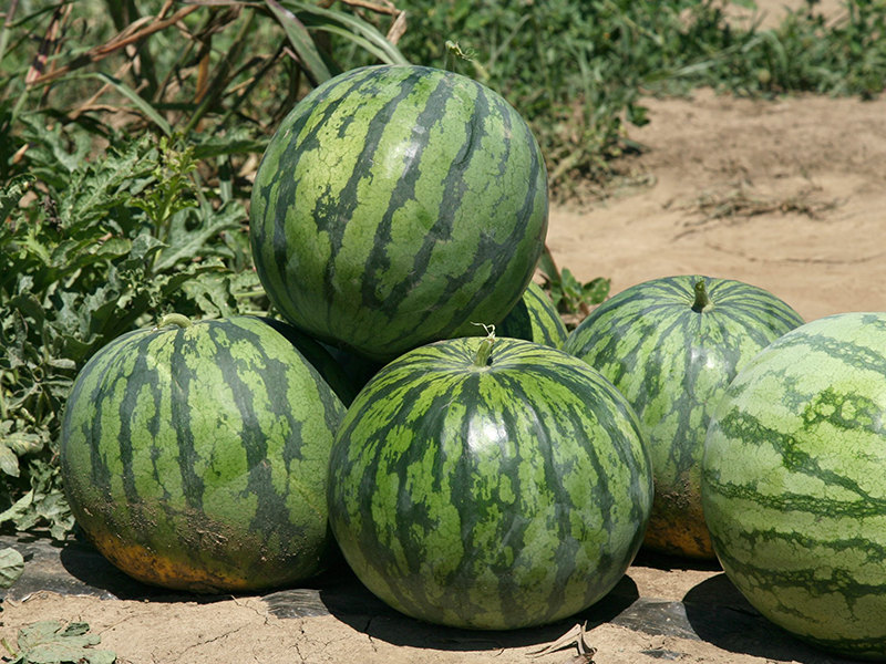 Lubenica Estel Delux f1 bes.Nak. 1000s