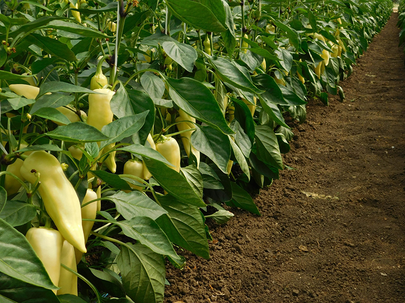 Paprika Ceremony f1 500s nunhems