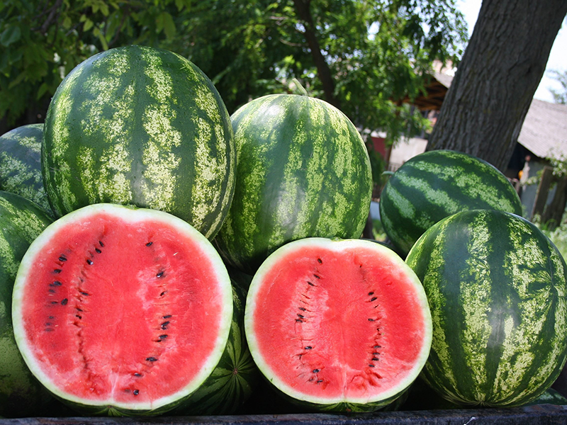 Lubenica Talisman f1 1000s nunhems