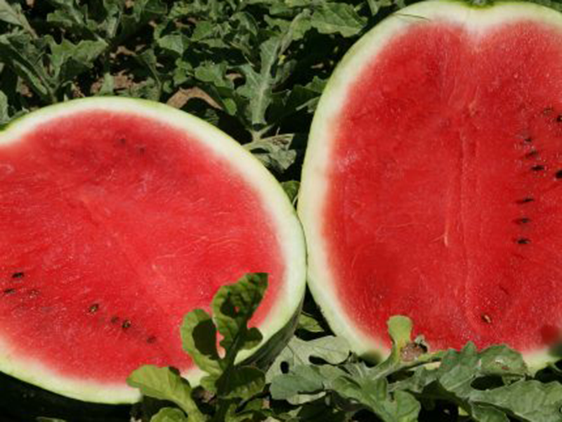 Lubenica Perry f1 1000s nunhems