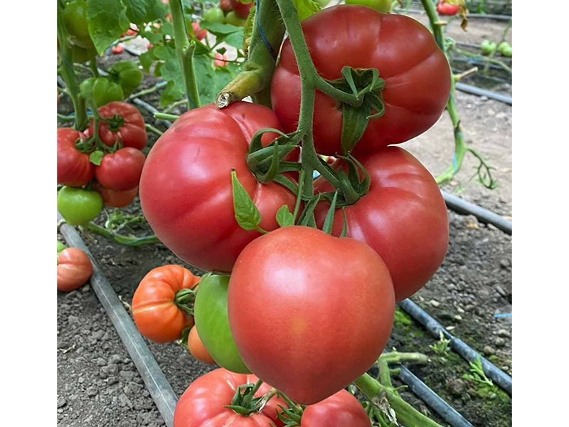 Paradajz Gusto Pink 500s yuk