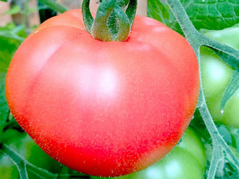 Paradajz Pink Panther F1 - visoki - Slika 1