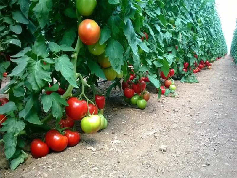 Paradajz Asia F1 - visoki - Slika 1