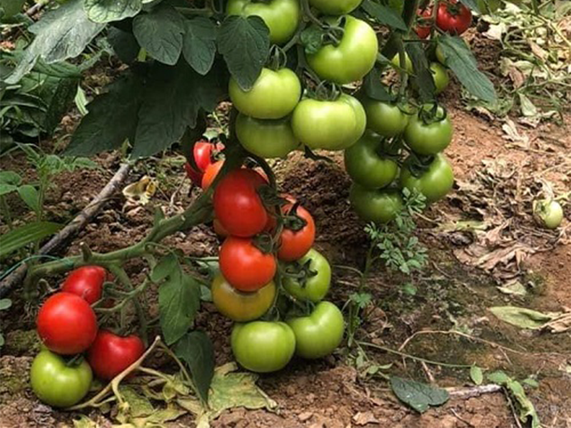 Paradajz Ozkan 500s yuk