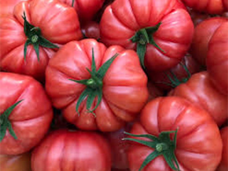 Paradajz Cassarosa F1 - visoki - Slika 1