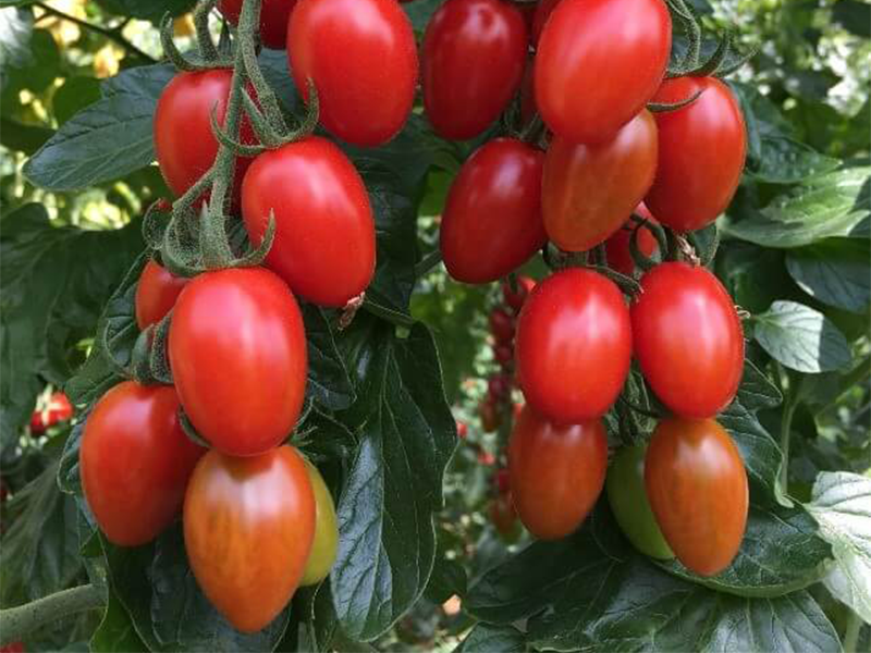 Paradajz Nicoleta F1 500s yuk