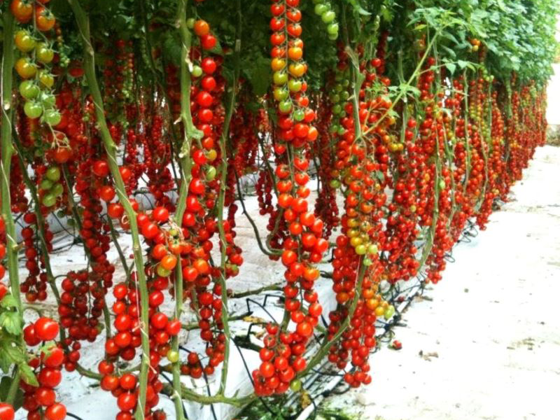 Paradajz Marghol F1 500s yuk