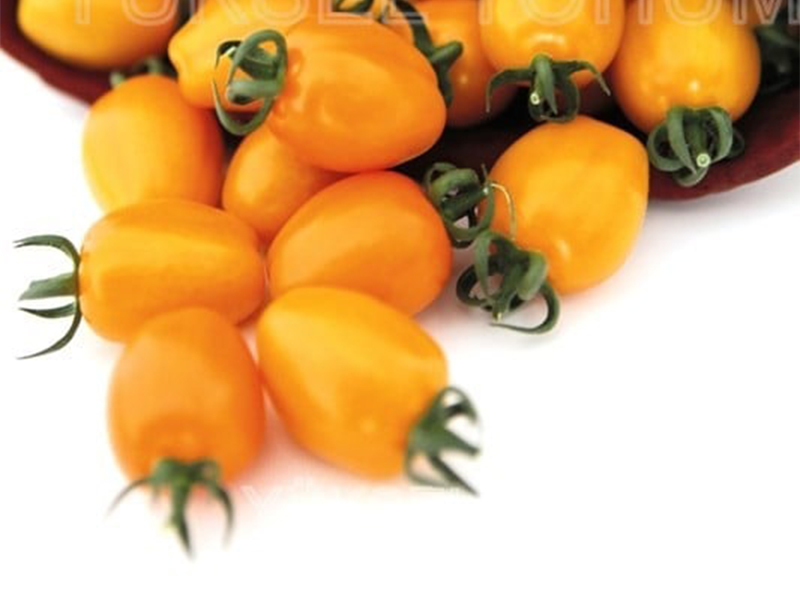 Paradajz Chick F1 500s yuk