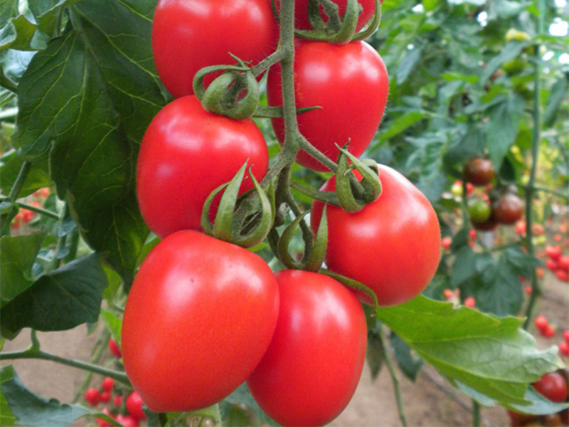 Paradajz Seyit F1 - visoki - Slika 1