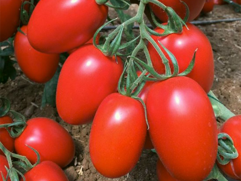 Paradajz Markus F1 - visoki - Slika 1