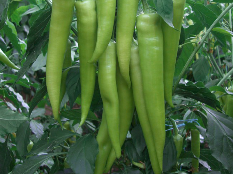 Paprika Fuoco F1 500s yuk