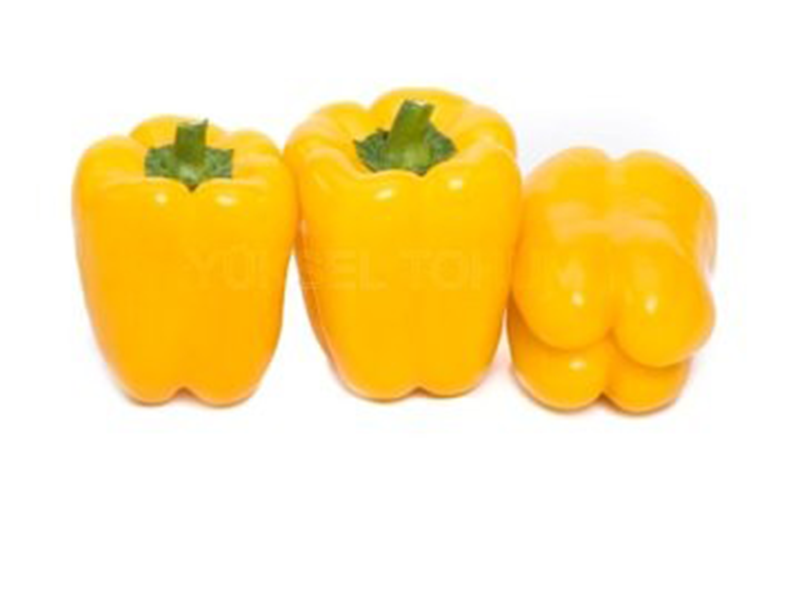 Paprika Guray F1 500s yuk