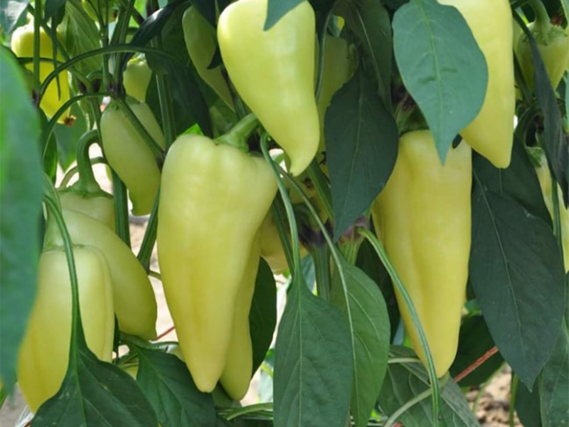 Paprika Elmas F1 yuk