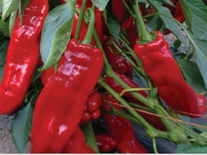 Paprika Reddington F1 500s yuk