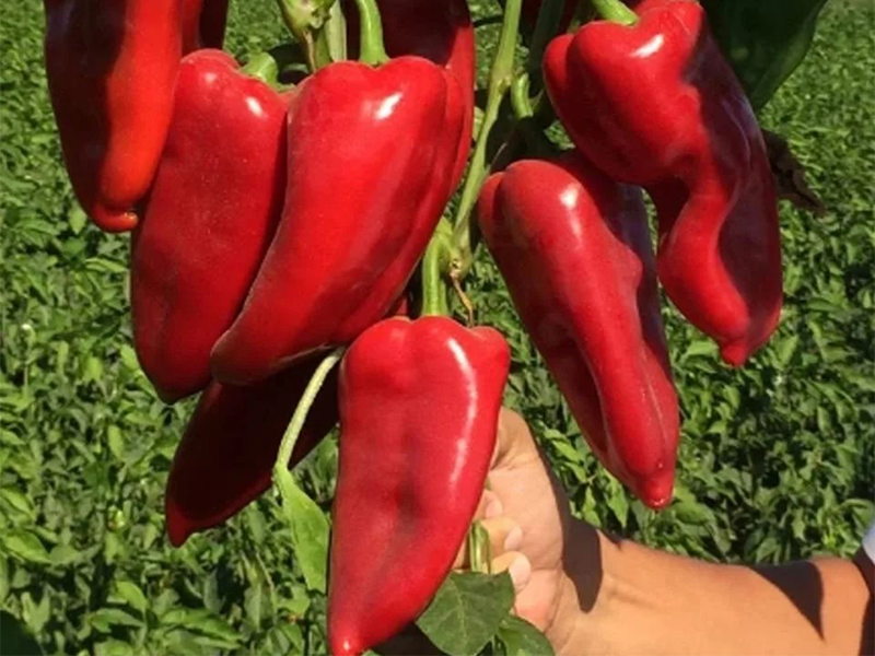 Paprika Yahya F1 500s yuk