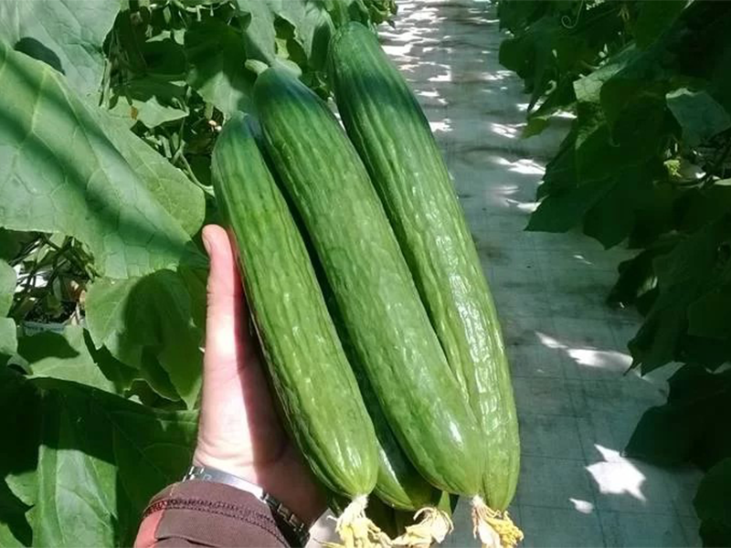 Krastavac Golia F1 500s yuk