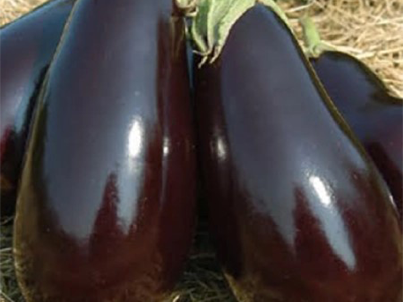 Plavi Patlidzan Karagul F1 500s yuk