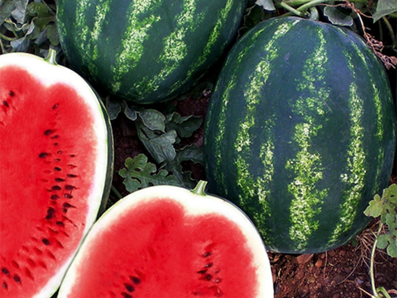 Lubenica Melia F1 500s yuk