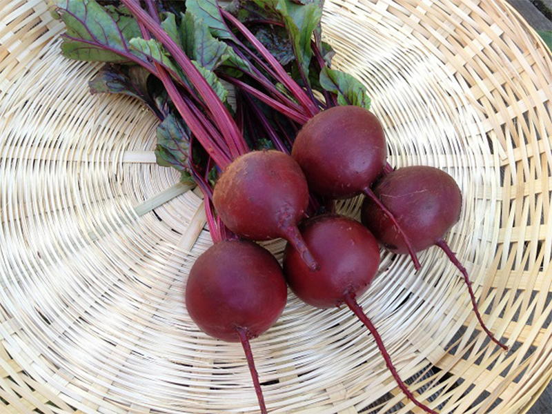 Cvekla Bresko f1 10000s bejo