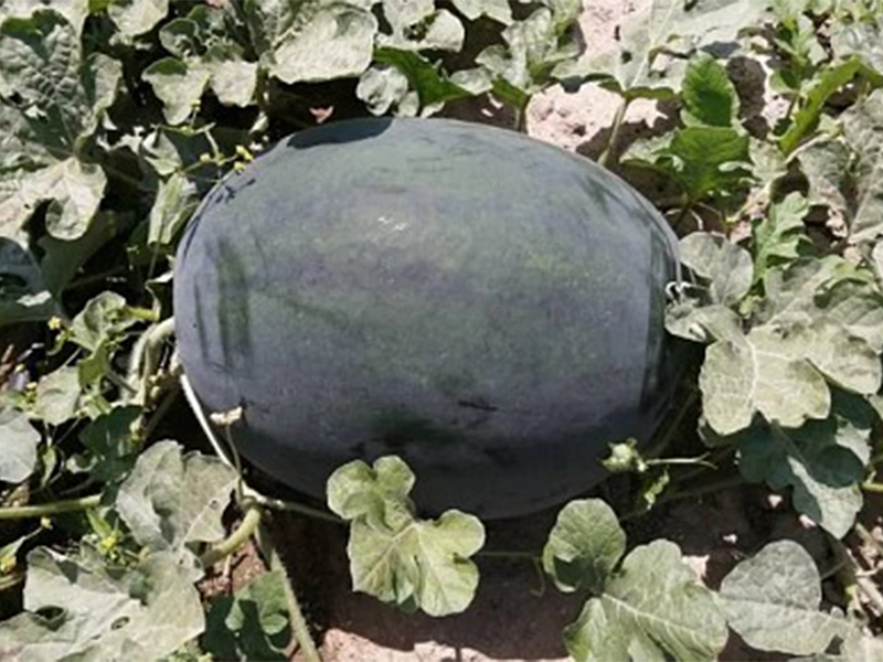 Lubenica Kandemir F1 500s yuk