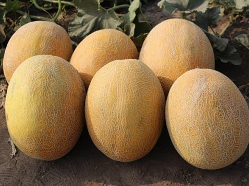 Dinja Kemer F1 500s yuk