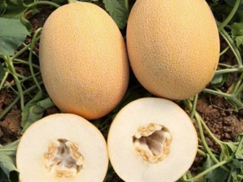 Dinja Lokum F1 - Slika 1