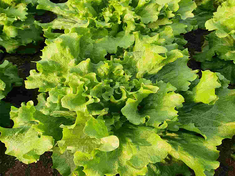 Salata Fiyonk - Slika 1