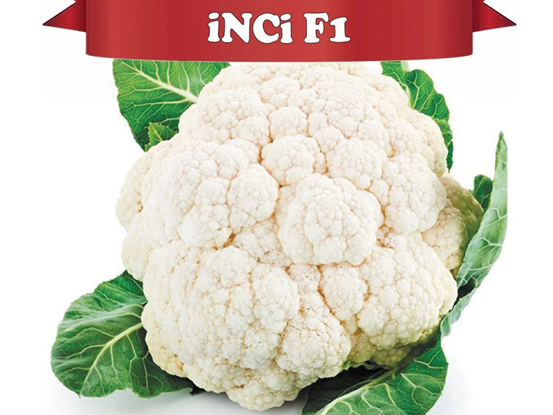 Karfiol Inci F1 1000s yuk