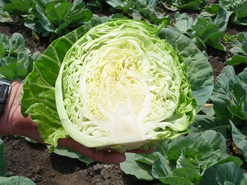 Kupus Delight Ball F1 2500s Holland A