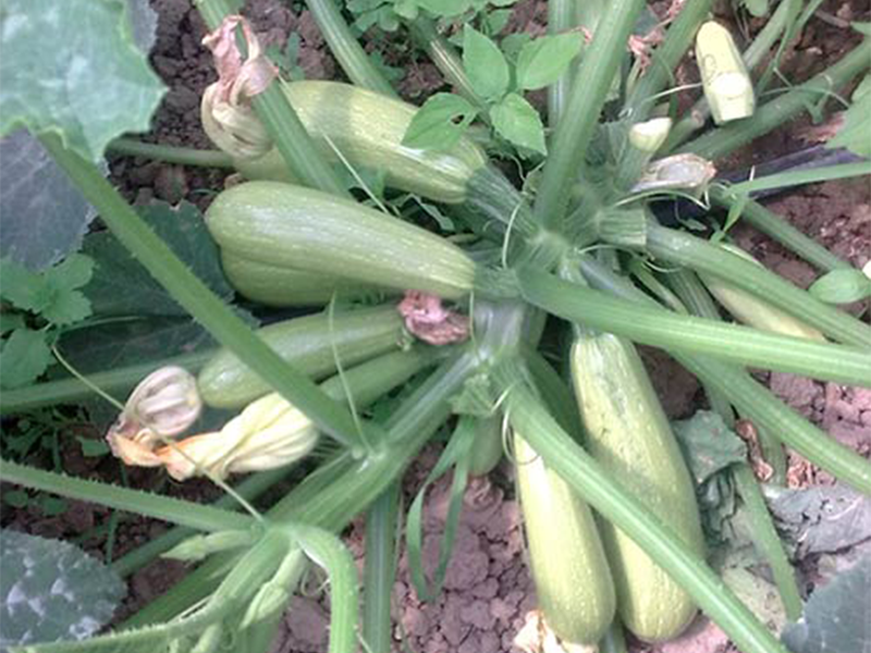 Tikvica Nevira F1 - Slika 1