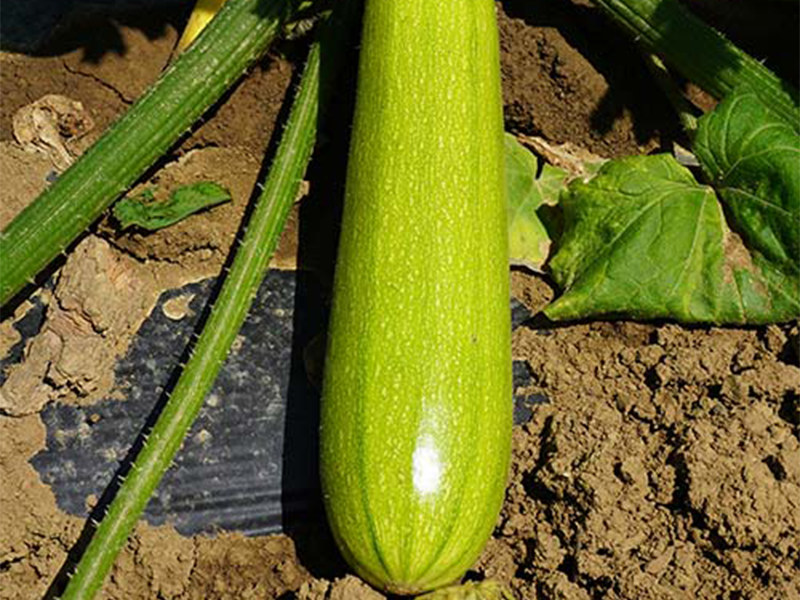 Tikvica Yazuma F1 100s Holland Angro