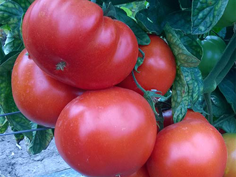 Paradajz Red Machine F1 250s Holland A