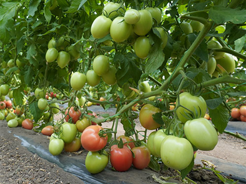 Paradajz Jangcy F1 250s Holland Angr