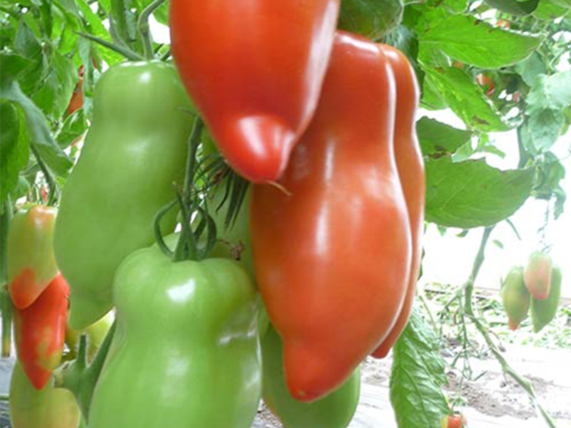 Paradajz Cornabel F1 250s Holland Ang