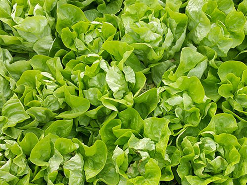 Salata Speranzia 5000s Holland Angro
